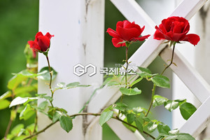 httpscdn.gukjenews.comnewsthumbnail2025063292472_3408064_596_v150.jpg