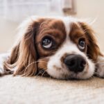 httpscdn.pixabay.comphoto201709251312dog-2785074_1280.jpg