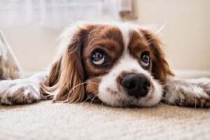 httpscdn.pixabay.comphoto201709251312dog-2785074_1280.jpg