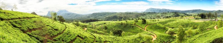 httpsmedia-cdn.tripadvisor.commediaphoto-b1280x2501533fb76sri-lanka.jpg
