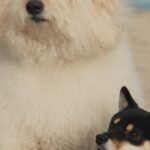 httpspbs.twimg_.comamplify_video_thumb1938531985120702465imgEGhOuFU9p7Bkg0cu.jpg