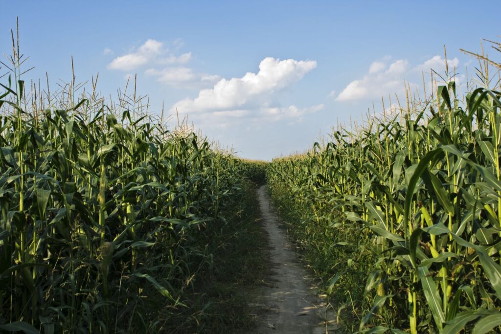 httpswww.nasdaq.comsitesacquia.prodfilesbarchartDirt20road20through20corn20stocks20by20pixelmaniak20via20iStock.jpg
