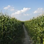 httpswww.nasdaq.comsitesacquia.prodfilesbarchartDirt20road20through20corn20stocks20by20pixelmaniak20via20iStock.jpg