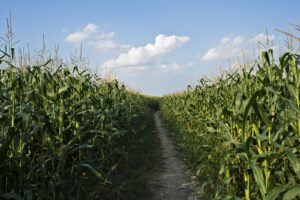 httpswww.nasdaq.comsitesacquia.prodfilesbarchartDirt20road20through20corn20stocks20by20pixelmaniak20via20iStock.jpg