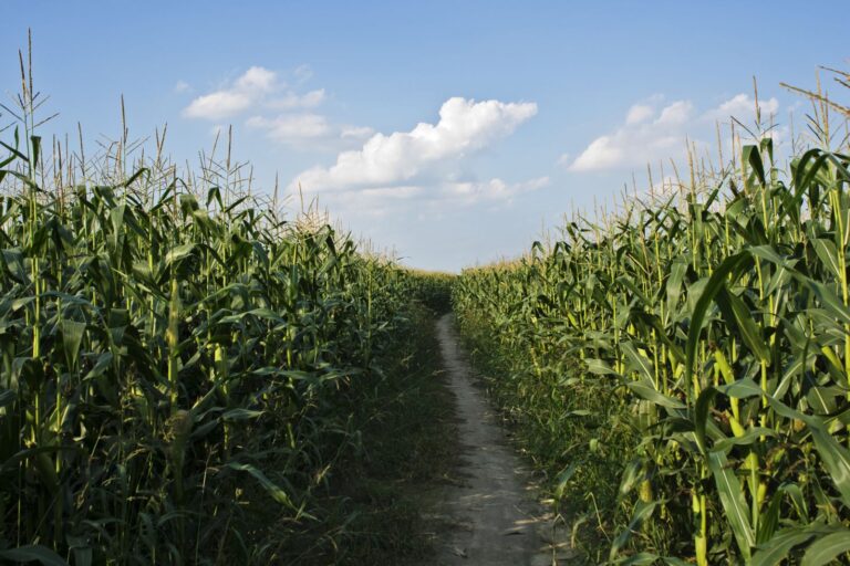 httpswww.nasdaq.comsitesacquia.prodfilesbarchartDirt20road20through20corn20stocks20by20pixelmaniak20via20iStock.jpg