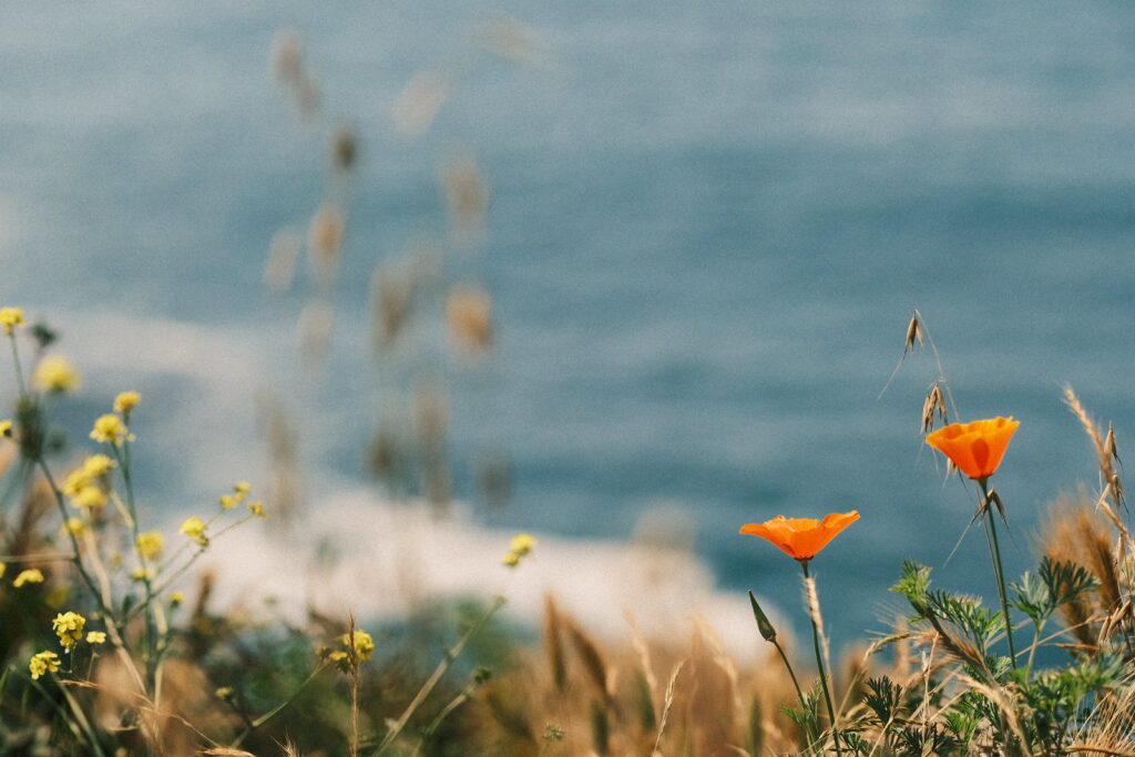 52964792290_0916822324_h