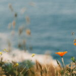 52964792290_0916822324_h