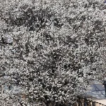 00000296150620260218182108791