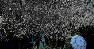 20260224063238410frkz