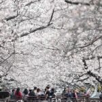 PYH2026032711410005200_P4