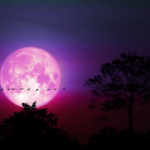 1775046094685_95276_trang_hong_17749765473861173943176_16473601