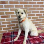 com.nhncorp.m2app 27.0.3