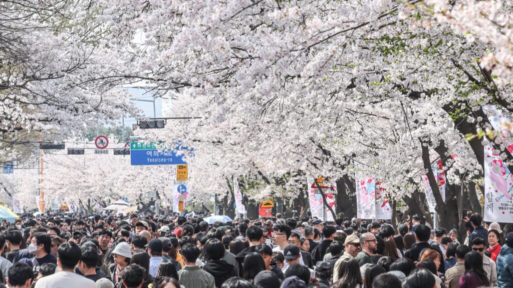 여의도 벚꽃 스케치