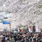 여의도 벚꽃 스케치