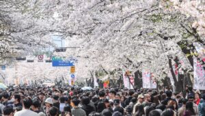 여의도 벚꽃 스케치