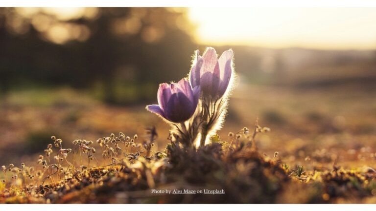 Photo-by-Ales-Maze-on-Unsplash-Website