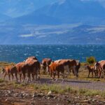 UA-airTRFX-argentina