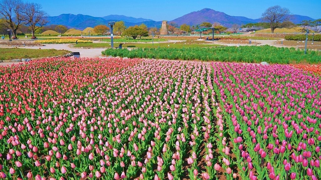 Wildflower-Garden-near-Cheomseongdae