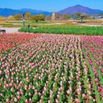 Wildflower-Garden-near-Cheomseongdae
