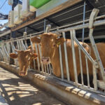 kakao_han-u17695860081