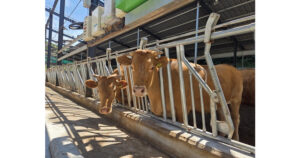 kakao_han-u17695860081