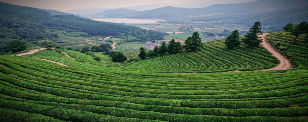 Hot Summer Tea Tree Field