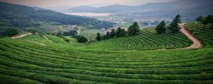 Hot Summer Tea Tree Field